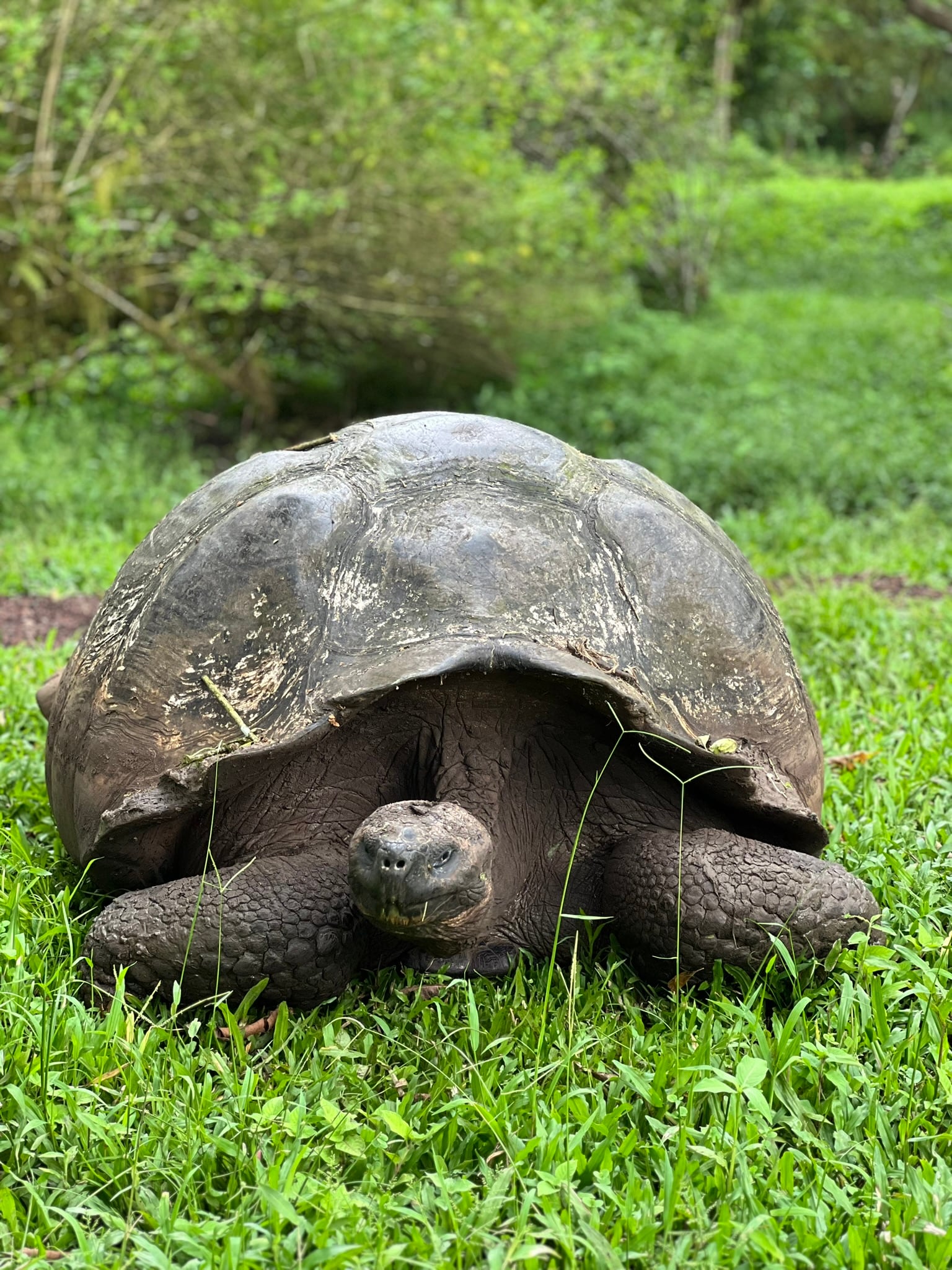 A giant tortoise in the Galápagos highlands