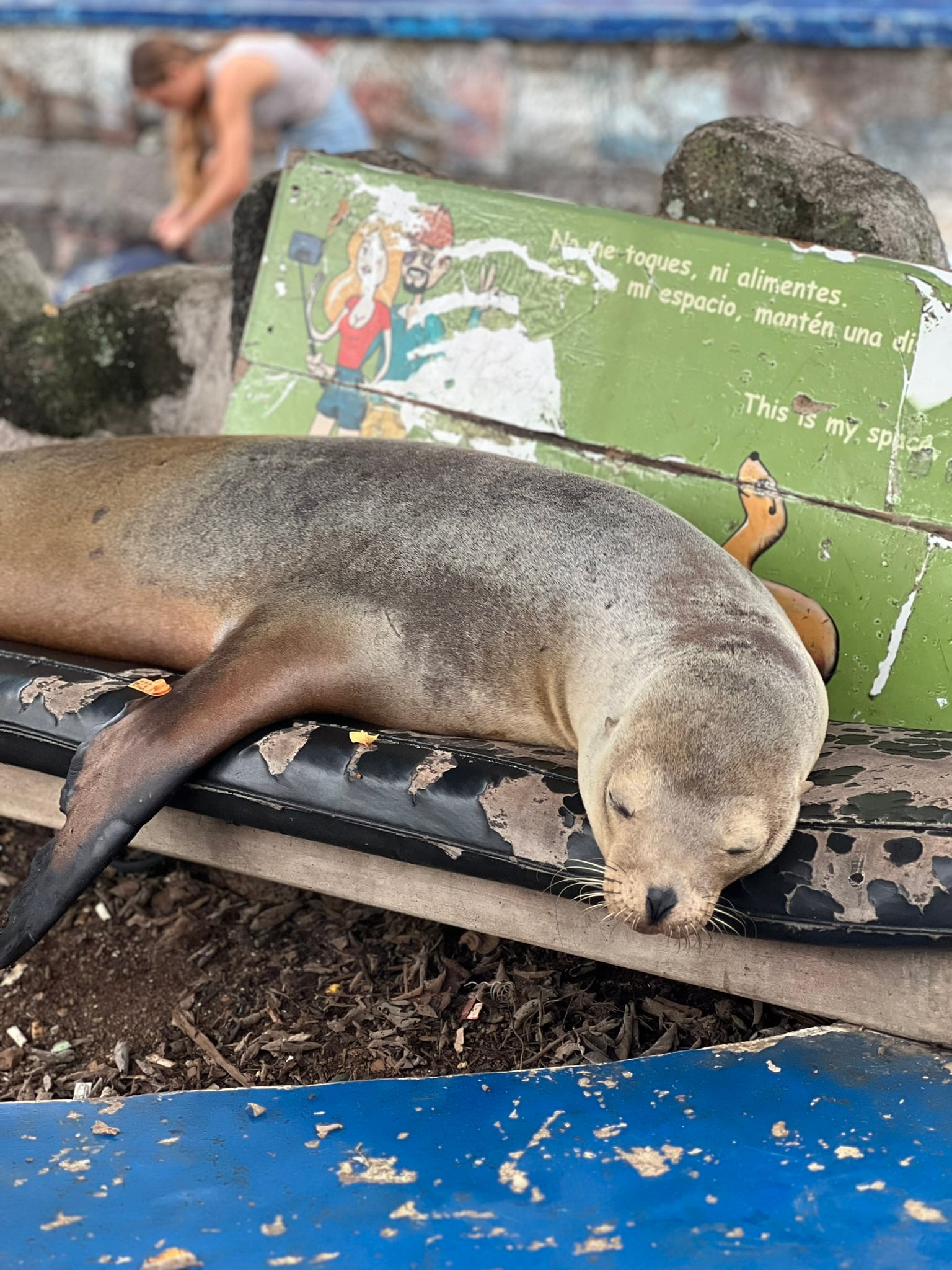 A sea lion asleep on a dock, entirely unbothered