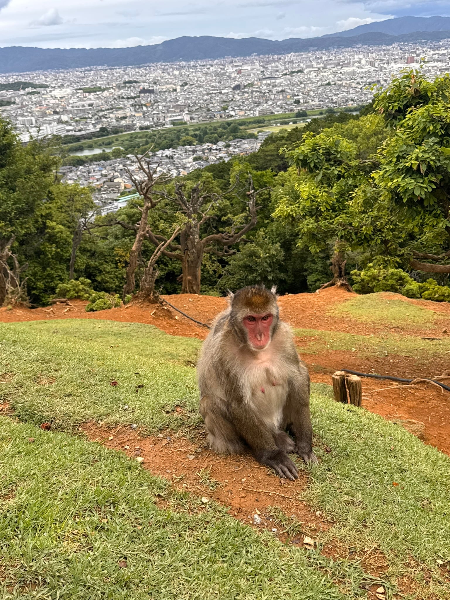 A curious macaque monkey close up