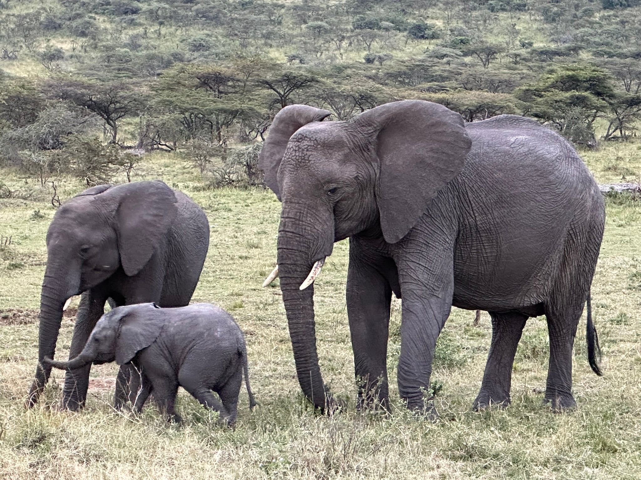 An elephant family crossing the grassland