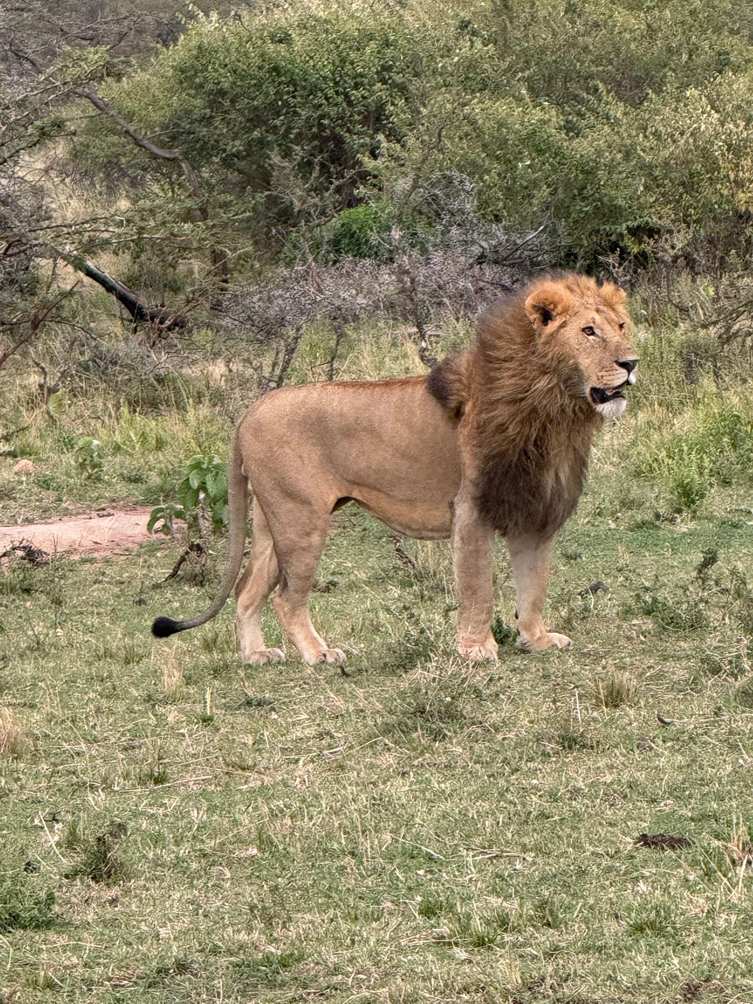 A lion standing watch in the grass