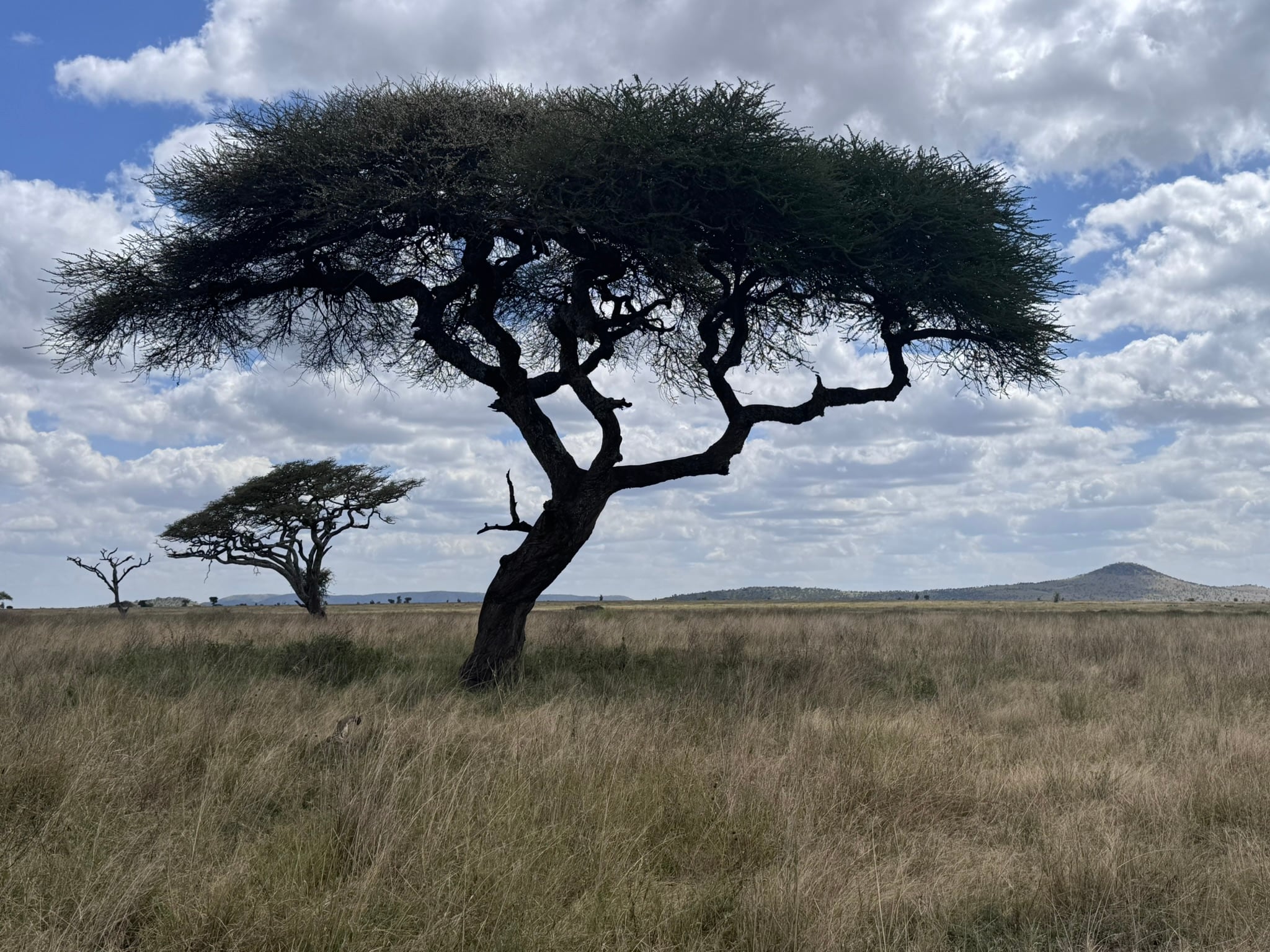 A lone acacia tree on the Serengeti at golden hour